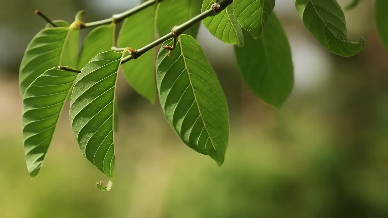 Lush Green Leaves on a Branch