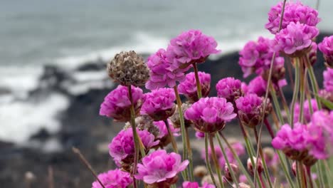 blooming sea thrift lavender flowers on oregon coast