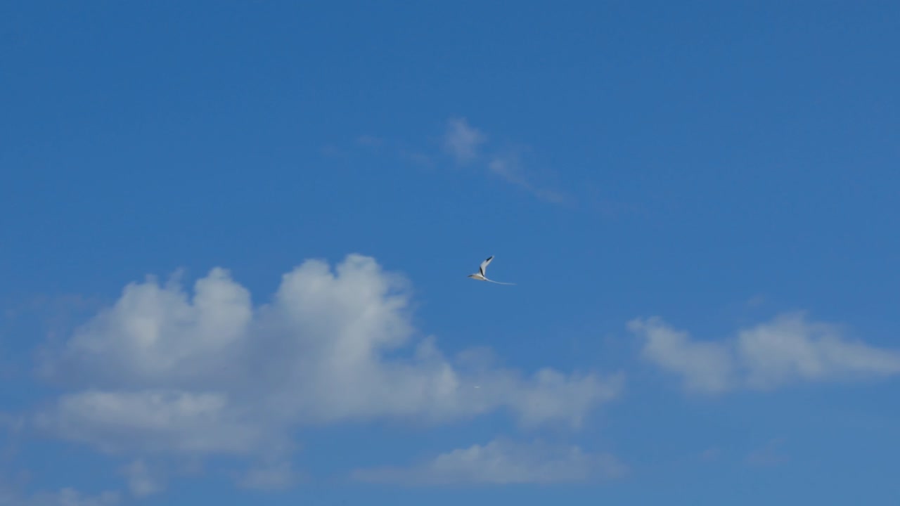 그것이 비행하는 동안 phaethon lepturus로 알려진 관습법을 따르는 샷