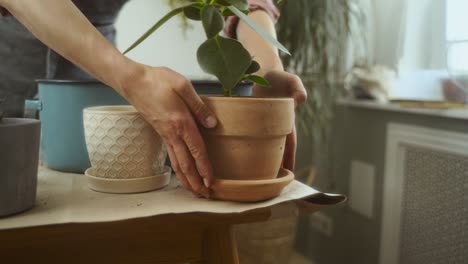 Mujer-Poniendo-Una-Planta-En-Maceta-En-La-Esquina-De-La-Mesa.