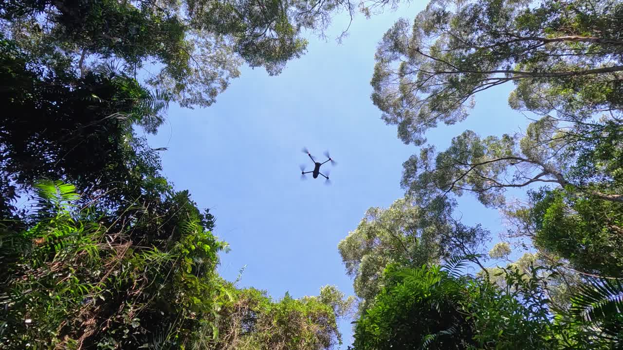 A drone descends through the vibrant canopy of the Daintree Rainforest, capturing the serene beauty of Port Douglas, Australia