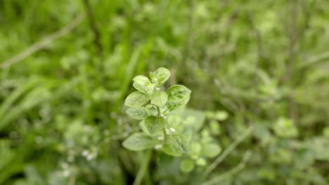 アエルバ・ラナタ (mountain knot grass) について