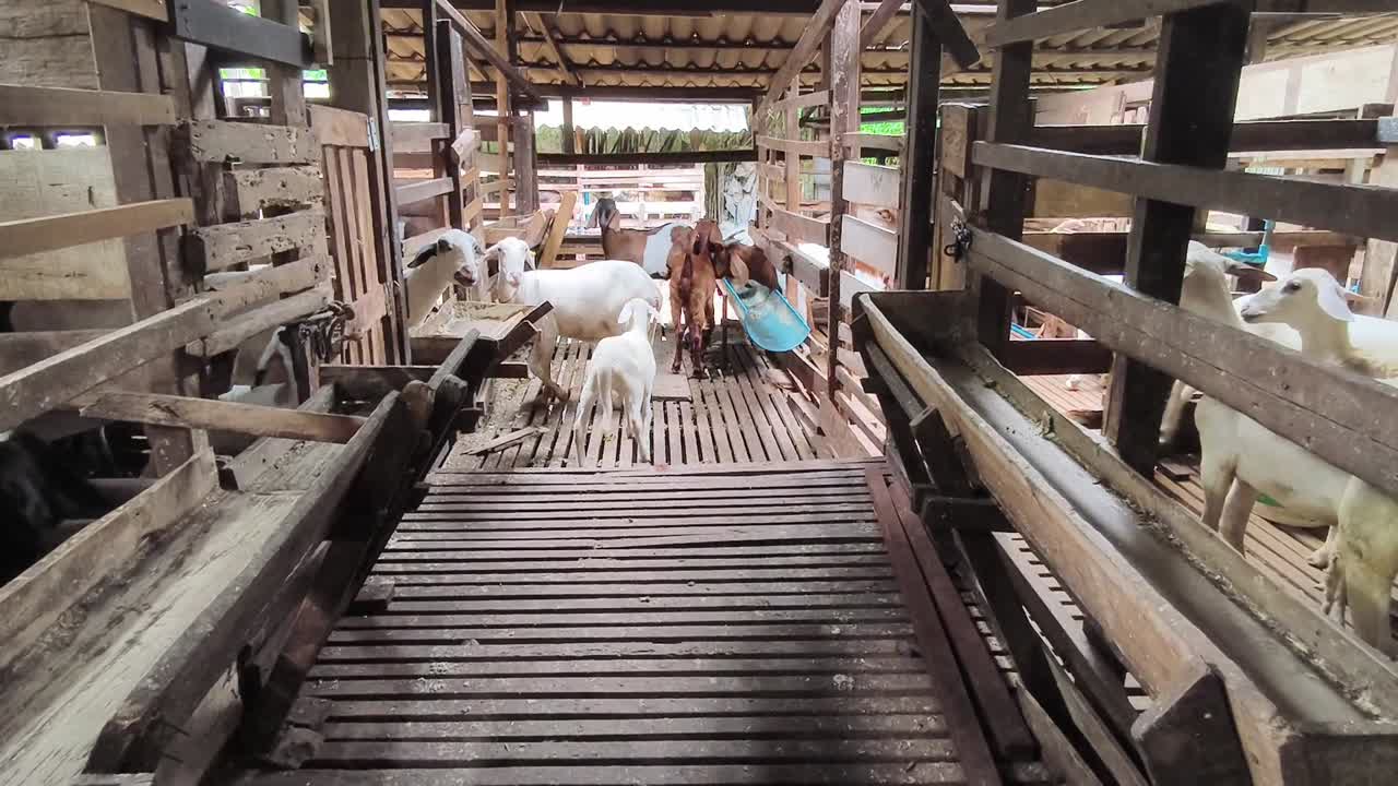 козы в деревянном амбаре