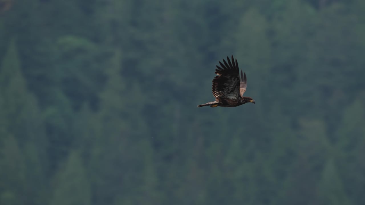 An eagle flying in slow motion looking for food over the ocean in Canada