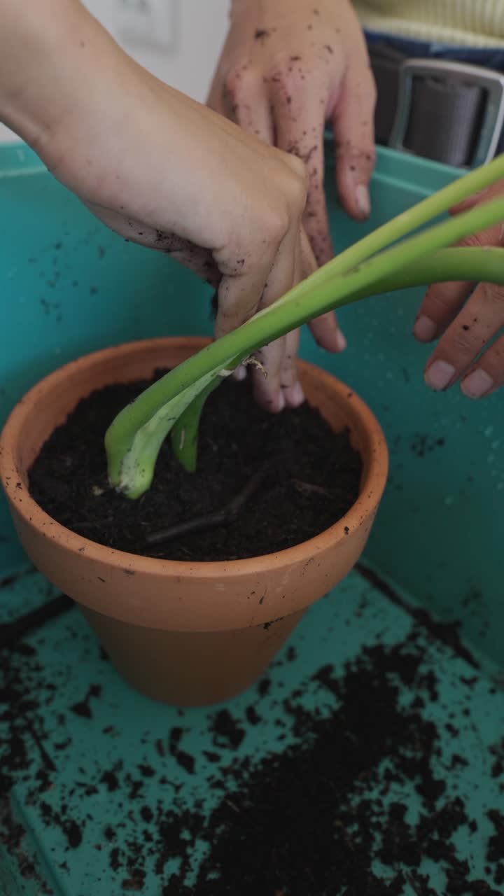 Ripottare una pianta d'appartamento