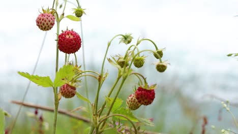 Beere-Reifer-Erdbeeren-Aus-Nächster-Nähe.-Natur-Norwegens