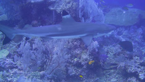 a curious blacktip reef shark is approaching the camera as it swims close to the reef