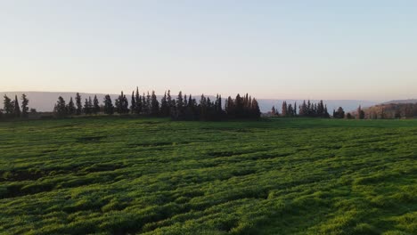 無人機低空飛過茂盛的綠色風景 向樹木,以色列,戈蘭高地