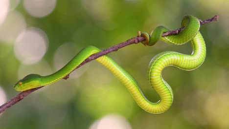 la víbora de labios blancos es una víbora venenosa endémica del sudeste asiático y a menudo se encuentra durante la noche esperando en una rama o rama de un árbol cerca de un cuerpo de agua con muchos alimentos
