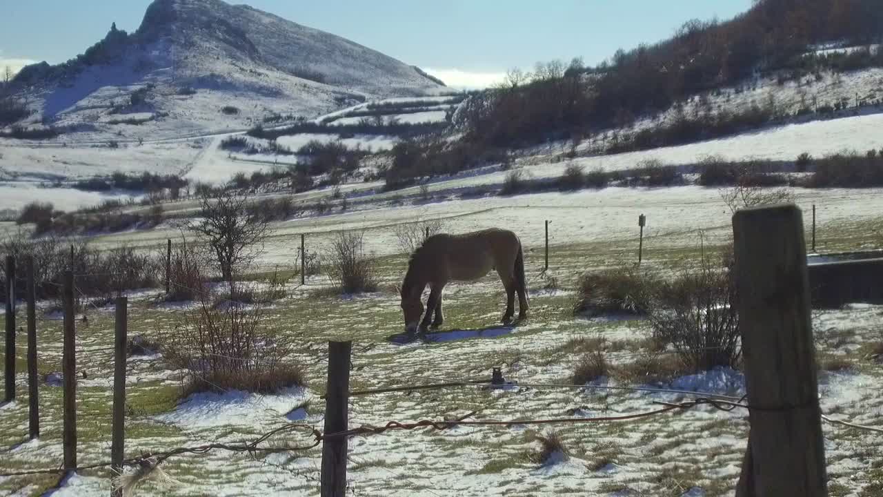 caballo przewalski pastando con paisaje nevado