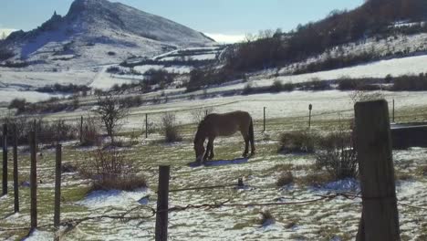 雪地風景的 przewalski 馬牧場