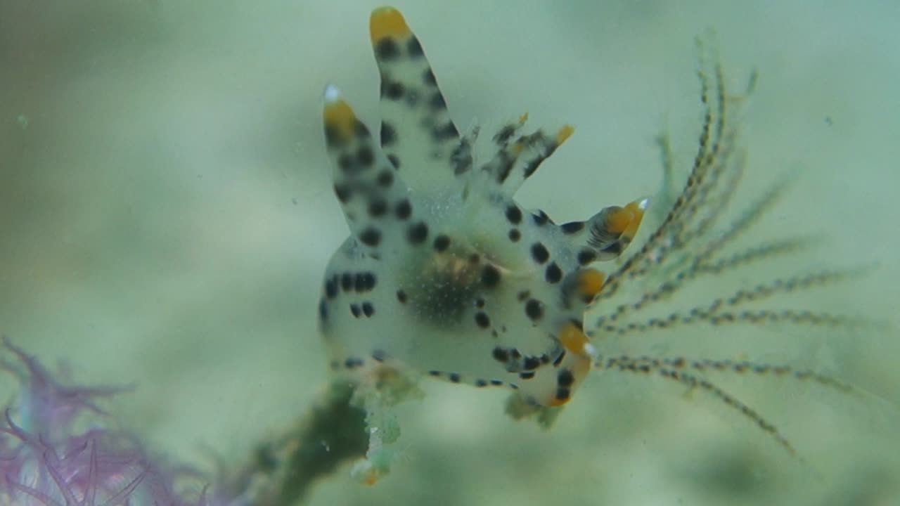 작은 점박이 thecacera pacifica nudibranch는 부드러운 cerata를 현재로 확장합니다.