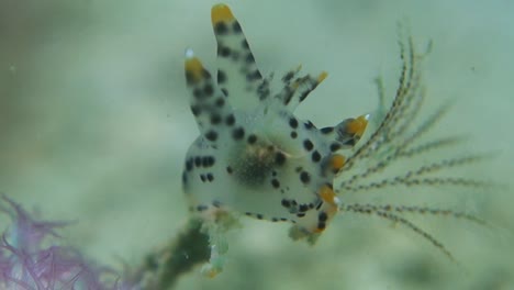 tiny spotted thecacera pacifica nudibranch extends soft cerata into current