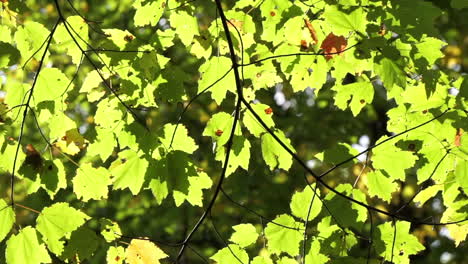 green tree leaves backlit by the sun