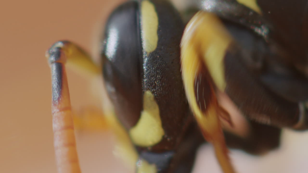 Extreme macro close-up view of wasp head. Insect cleaning itself, grooming with legs. Compound eyes and antennae visible