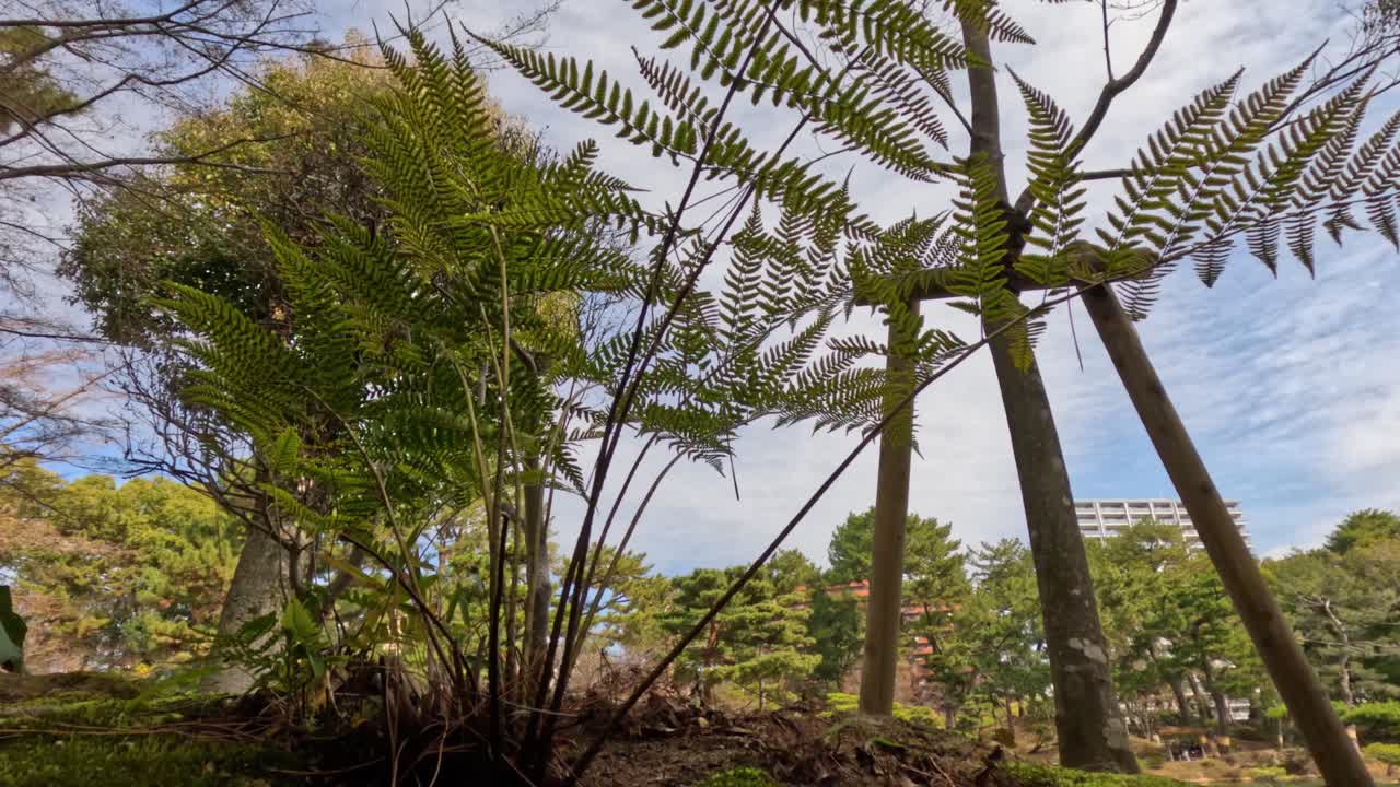 altos helechos balanceándose suavemente en la brisa