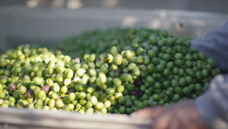 olive harvest