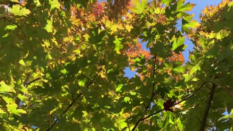 hd fall foliage nature video