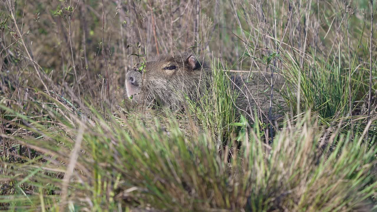 Capybara Sitting Behind The Tall Grass In The Fields. - closeup shot
