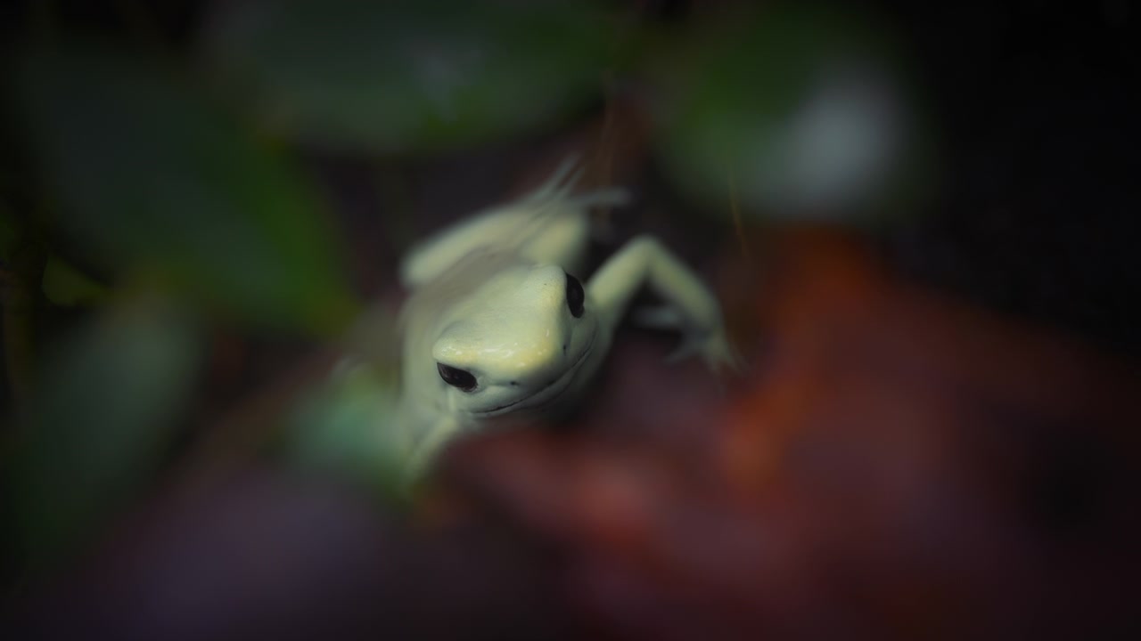 Primo piano di una rana dardo velenosa di colore verde menta che guarda la fotocamera