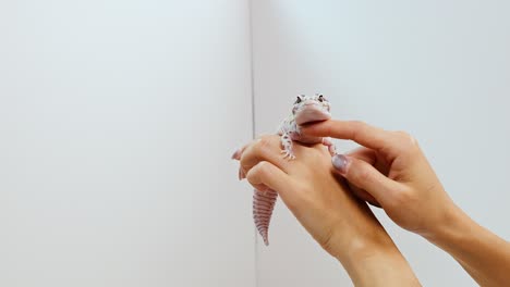 hands gently interact with a leopard gecko against a plain white background, highlighting the reptile's unique features