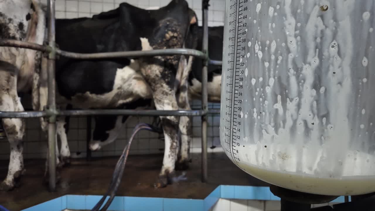Slow motion milk rising inside big clear container at milking parlor