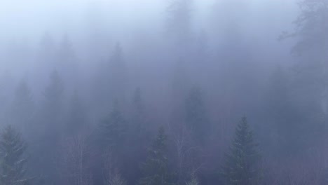 aerial slow fly over ghost trees appearing through thick fog over an ethereal moody mountain forest