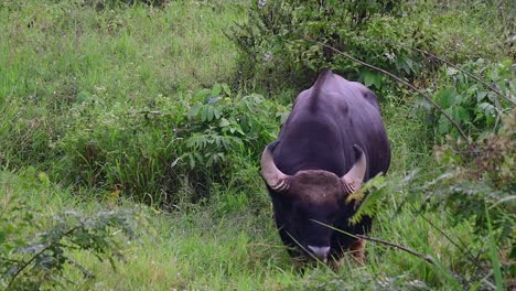 印度野牛 (gaur) 是世界上最大的牛,在亞洲南部和東南部生長,因息地的減少和狩獵而被歸類為脆弱的動物.