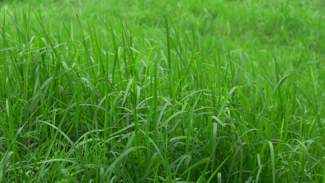 낮 동안 바람에 4k 녹색 잡초 풀