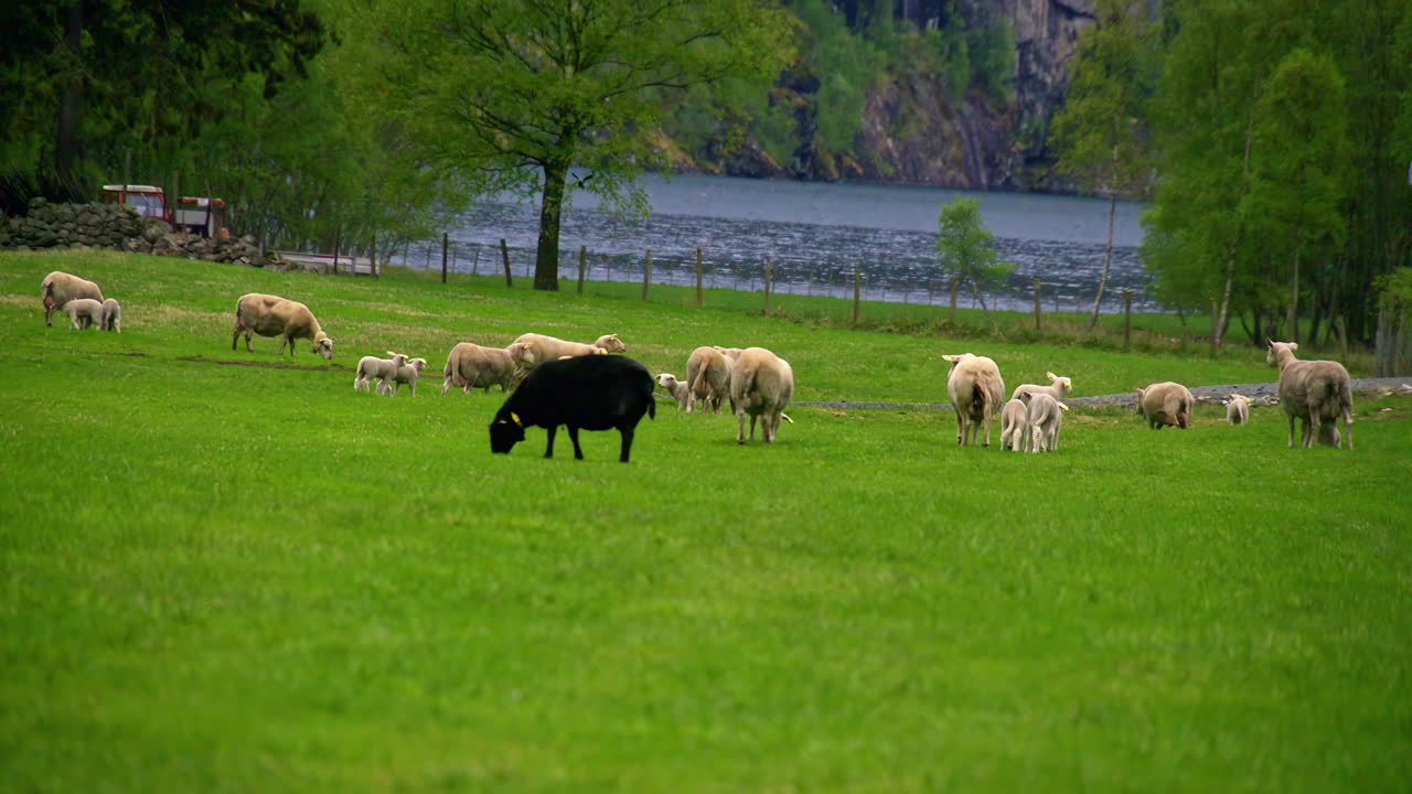 Sheep graze in slow motion in a green field