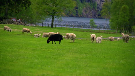 las ovejas pastan en cámara lenta en un campo verde