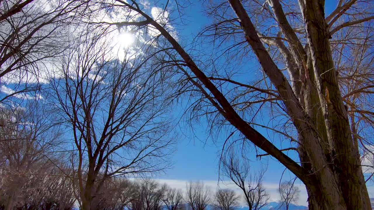 tire hacia atrás deslícese rápidamente a través de los árboles con el sol brillando entre las ramas desnudas - incline hacia arriba