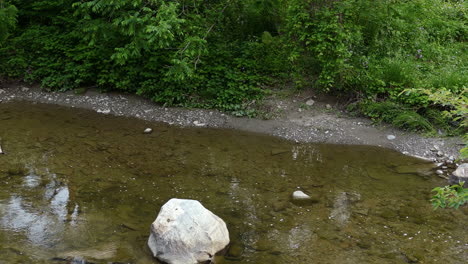 Winzige-Kriechende-Kreaturen-Schwimmen-In-Einem-Ruhigen-Seichten-Fluss