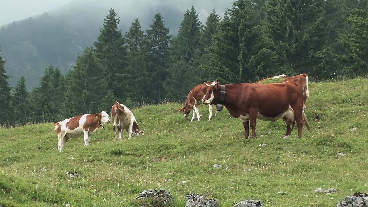 Pascolo alpino con mucche nelle Alpi bavaresi vicino a Sudelfeld, Germania-1