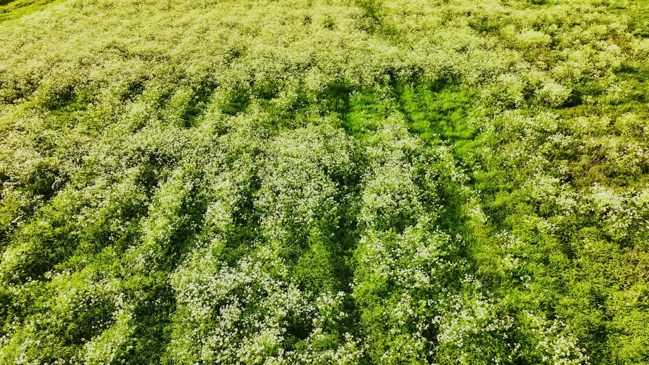Drone moves forward across wild chervil field glowing in warm sunset light