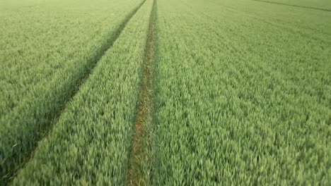 medium aerial push in over green wheat crop fields on rural agricultural land