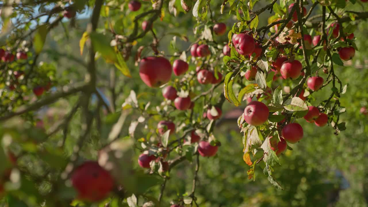un montón de manzanas rojas maduras frescas se balancean en el viento en una rama de un manzano, cerrar