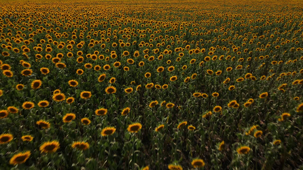 Ripresa dinamica di un campo di girasoli in fiore al tramonto.