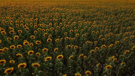 a running shot of field of blooming sunflowers at sunset time