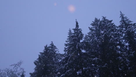 Slow-motion-Snowing-in-forest-at-blue-hour