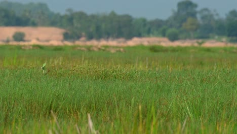 Seen-walking-to-the-right-through-tall-grass-during-a-hot-afternoon,-Sarus-Crane,-Antigone-antigone,-Buriram,-Thailand