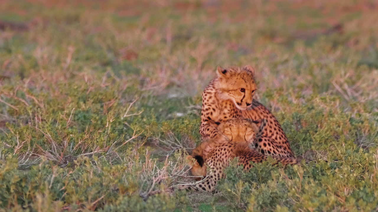 increíble foto de la madre guepardo y dos cachorros acicalándose al atardecer en kalahari