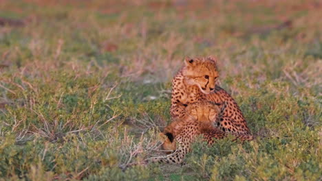 Increíble-Foto-De-La-Madre-Guepardo-Y-Dos-Cachorros-Acicalándose-Al-Atardecer-En-Kalahari