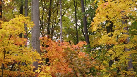 Aerial-landscape-drone-shot-through-a-colorful-autumnal-forest,-with-yellow-and-orange-foliage