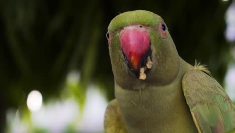 indian rose ringed parakeet also known as indian parrot