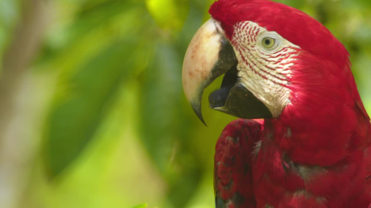 A stunning close-up of a Green Winged Macaw’s head as it perches gracefully and panting in Peru’s lush rainforest.