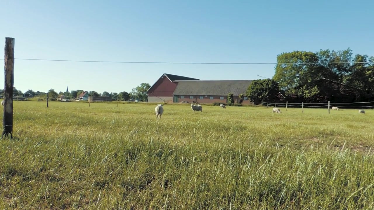 Pecore in un campo in Svezia. Una delle pecore si sta allontanando.