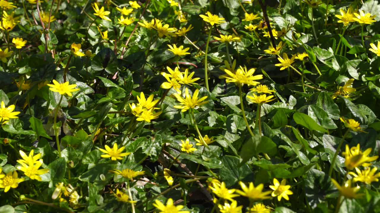 flores amarillas con hojas verdes dentro del bosque en un soleado día de primavera, espacio de copia de fondo de follaje, tiro panorámico