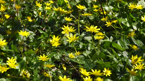 yellow flowers with green leaves inside forest on a sunny spring day, foliage background copy space, pan shot