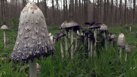 tapa de tinta peluda o coprinus comatus creciendo en bosques, de cerca